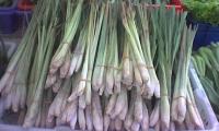 Several bundles of lemongrass - Cymbopogon citratus- on a market.