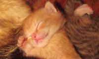Puzzles sleep: the little death as a helper of life, sleeping kittens.