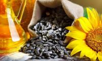 Getrocknete Sonnenblumenkerne - Helianthus annuus - aus Sack quellend, rechts Sonnenblume.