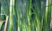 Stängel und Blätter junger Zwiebeln bzw. Frühlingszwiebeln (hier Allium fistulosum).