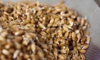 Wheat grains with germination of about 48 hours on a sieve.