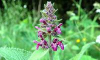 Hedge woundwort (whitespot, hedge nettle) in bloom (Stachys sylvatica) in a forest clearing.