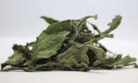 Dried stevia leaves (Stevia rebaudiana) on a light background.