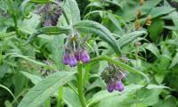 Окопник в природе - Symphytum officinale.