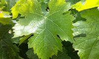 Grape leaves on a grapevine - Vitis vinifera - in a growing area.