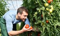 Tomato, red, ripe, raw - Solanum lycopersicum: a gardener is harvesting in the greenhouse.