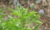 Kräuter, Gewürze & Wildpflanzen, roh, unbehandelt: Schabzigerklee - Trigonella caerulea