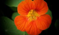 The bright red-orange flower of the nasturtium - Tropaeolum majus.