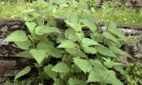 The "Big nettle", Urtica dioica, wild-growing, often called common nettle, stinging nettle.