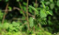 Herbs, spices & wild plants, raw, untreated: nettle, small - Urtica urens
