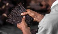 Farmer in the Antalaha region of Madagascar with vanilla pods in his hands, Vanilla planifolia.