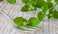 Common chickweed or star herb (Stellaria media) lying on a fork.