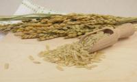 Raw, untreated brown rice (Oryza sativa L.), on a cutting board, rice plants in the background