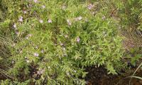 Shaggy willowherb (Epilobium hirsutum) growing wild as a small shrub.