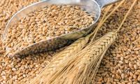 пшеничное зерно - Triticum durum Desf.