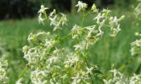 Bedstraw or meadow bedstraw (Galium mollugo) in a meadow, with a forest behind.