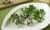 Winter savory or mountain savory - Satureja montana - on white plate.