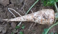 Frisch ausgegrabene Wurzelpetersilie (Petersilienwurzel) - Petroselinum crispum