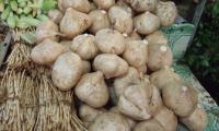 Untreated yam bean (Jícama) - Pachyrhizus spp. - on a market.