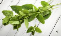 Lemon balm freshly picked - Melissa officinal. Bouquet on white painted wooden planks.