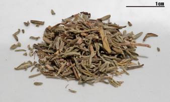 Spezie: timo, secco. Thymus vulgaris.