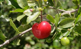 Früchte roh, unbehandelt: Acerola, roh - Malpighia emarginata