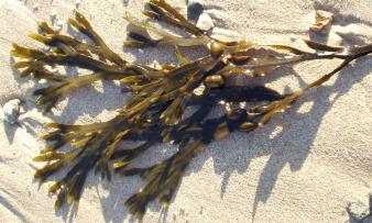 Fucus vesiculosus, nella sabbia di una costa del Galles, in Gran Bretagna.