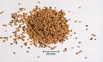 Kräuter-, Gewürzprodukte, Salz & Zucker: Gewürze, Senfkorn, gemahlen - Sinapis alba and Brassica juncea
